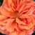 Orange - Miniature rose - Jaipur™